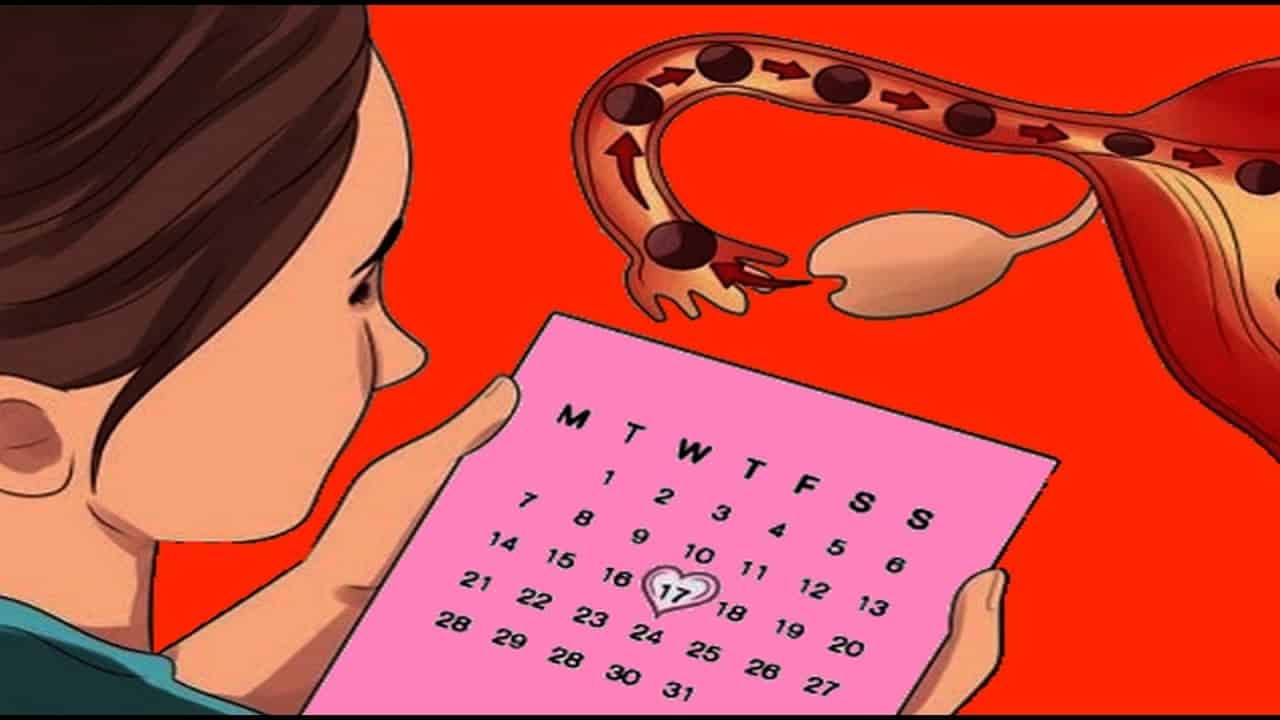 أسهل طريقة لحساب يوم التبويض