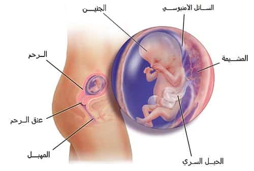 مراحل تكون الجنين من الإخصاب حتى الولادة منذ الشهر الأول حتي التاسع